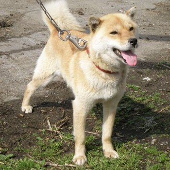 母犬の森田十勝八十・十勝森田荘。札幌のピンなど実猟犬として優秀な北海道犬を生んでいます。